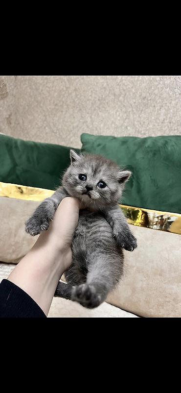 Pişiklər: Britan, Erkək, Dişi — 4