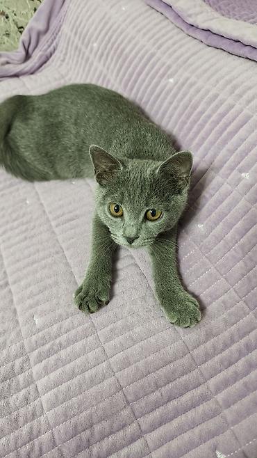 кошка шотланская: Шотландский прямоухий котёнок, окрас (серый). Плюшевая густая шерсть — 3