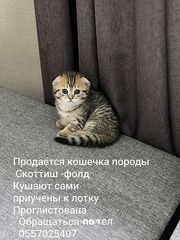 британские кошки: Скотиш Страйт (Шотландская прямоухая), 1 месяц, Девочка, Проглистована — 5