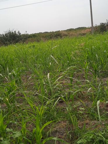 Torpaq sahələrinin satışı: 36 sot, Kənd təsərrüfatı, Kupça (Çıxarış) — 20