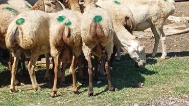İtlər: Barter Olunur 500 Baş Qoyundur Bogaz.Hamısi cavan Qoyunlardı.Alan