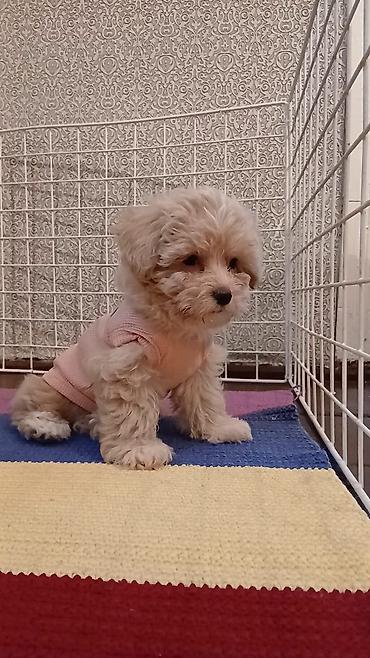 İtlər: 3 ay, Dişi, Peyvəndli, Ünvandan götürmə — 8