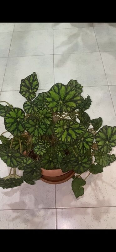 Otaq bitkiləri: Bu begoniya bitkisi iri, yaşıl və qara naxışlı yarpaqları ilə — 6