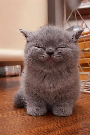 котята в баку бесплатно: Британская — 1