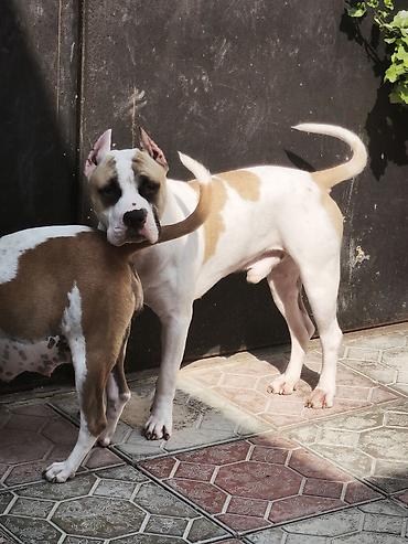malamut satılır: Pitbul, 1 ay, Peyvəndli — 7