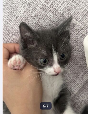 кошка с разными глазами: 3 месяца, Мальчик, Приучена к лотку, Проглистована