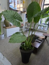 ночной охрана: Продаю цветочную композицию. кашпо (Польша.) Высота растения 160 см