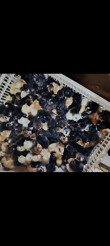 Cücələr: Salam herkese bayraminiz mubarek _xarkov qənbəri_ lider55_ sereblis _ — 19