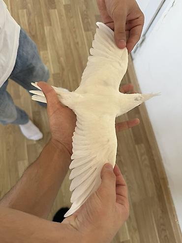 korella tutuquşu: Ağ rəngli nimfa tutuquşu (cockatiel) – tam ağ lələk örtüyü, başda xas — 2