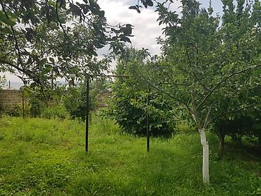 naxcivan satilan heyet evleri: 6 sot, Tikinti, Mülkiyyətçi, Kupça (Çıxarış) — 4