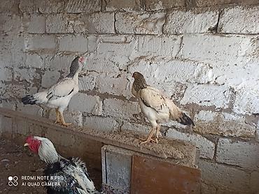 qaz bala: Toyuq, Damazlıq — 3