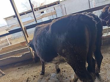 Коровы, быки: Продаю | Бык (самец) | Герефорд | На откорм | Привязанные — 30