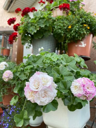 Другие комнатные растения: Пеларгония (плющелистная) — 7