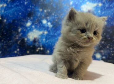 вислоухий шотландец котенок: Шотландская, Самка, В добрые руки