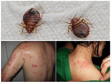 Дезинфекция, дезинсекция: Дезинфекция, дезинсекция, | Клопы, | Дома, Кафе, магазины, Квартиры — 11