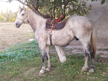 декоративные кролик: Продаю | Конь (самец) | Рабочий