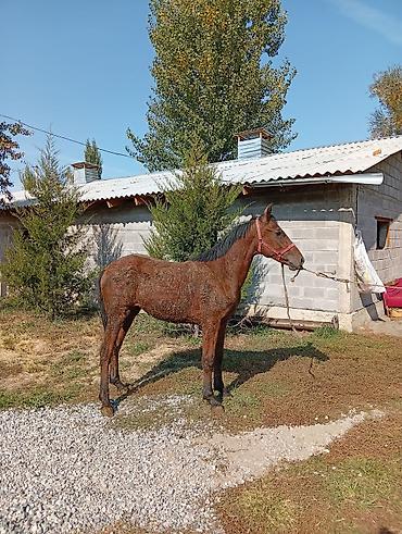 А/ч жаныбарларын сатам: Сатам | Жылкы (эркек), Байтал | Аргын, Англиялык | Союуга, Жумушка, Ат спорту | Асыл тукумдуу — 1