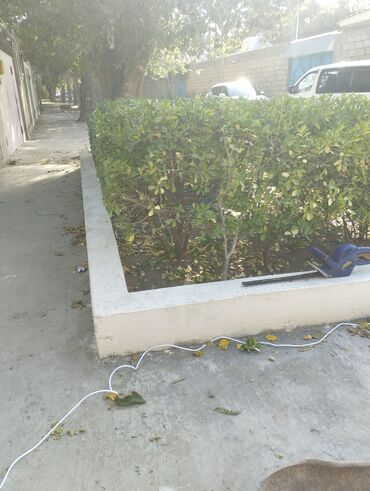 Bağbanlar: Bağban, 35 yaş, Təcrübəli — 8