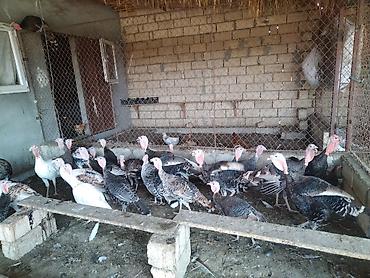 kend cucesi: Salam. Yerli hinduşqalardı. 4 aylıqdırlar. 57 ədədir bir yerdən — 4