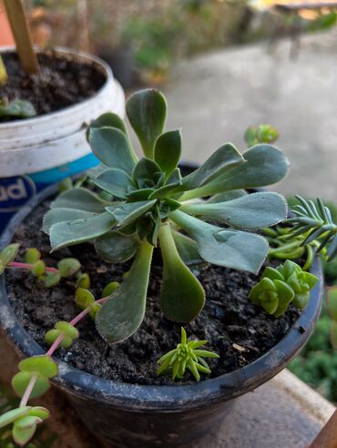 Xalçalar: Xalça -da lalafo.az — 63 Xalçalar: Xalça — 63