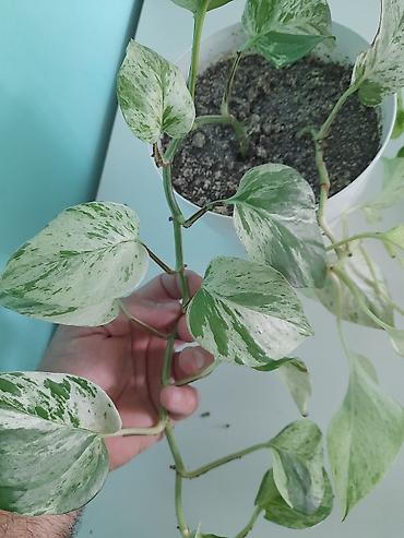 devedabani bitkisi: Epipremnum aureum “N’Joy/Marble Queen” tipli sarmaşan pothos — 3