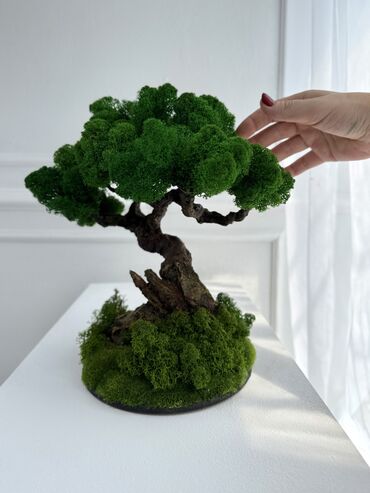 Декоративные цветы: Деревья-бонсай из натурального стабилизированного мха🌳 -это — 9