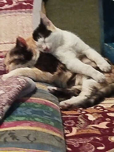 Отдам даром кошку: Котята трёхцветной окраски - Домашние котята с ярким черепаховым и — 6