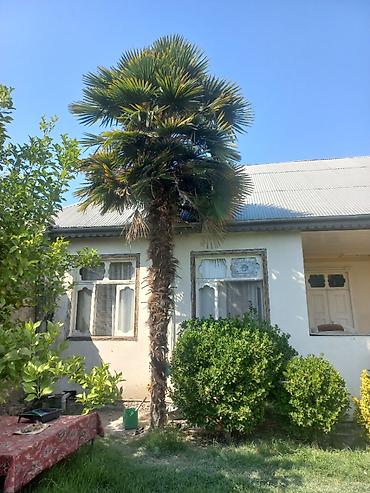 cekic 2023 cekic 2018: Trachycarpus fortunei (yelpənək yarpaqlı xurma) ağacı - Hündürlük — 1