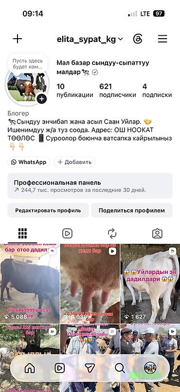 Сатам | Уй (ургаачы), Бука (эркек), Кунаажын | Аргын, Ангус, Голштин | Сүт алуу үчүн | Асыл тукумдуу
