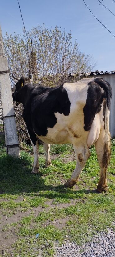 продам корову: Продаю | Корова (самка) | Полукровка, Голштин, Алатауская | Для разведения, Для молока | Осеменитель, Искусственник