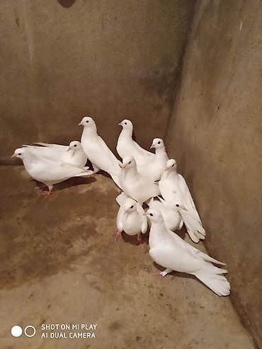 Göyərçinlər: Ünvan Maştaga Ağ rəngli dekorativ göyərçinlər dəsti - Rəng: tam ağ — 2