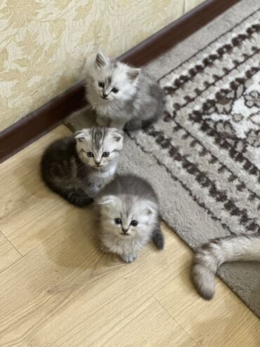 кошка сфинкс: Скотиш Фолд (Шотландская вислоухая), 1 месяц, Мальчик, Серебристая шиншилла, Приучена к лотку