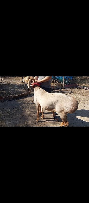 самоед щенок цена: Продаю | Овца (самка) | Арашан | Для разведения | Матка — 2