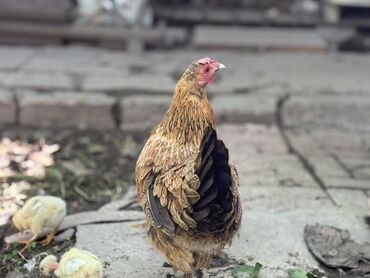 куры несушки: Продаю квочку с цыплятами, цыплятам неделя, 9 штук цыплят, цыплята от