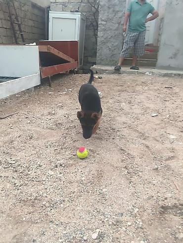 satliq itler: Alman çoban iti, 2 ay, Dişi — 2