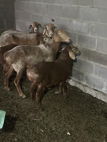 Баран, овца: Продаю | Овца (самка) | Для разведения — 3