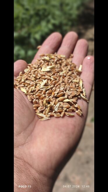 Корма для с/х животных: Продаю пшеницу 2023 года Сорт Алексеевич 14 сом кг Село Крупское