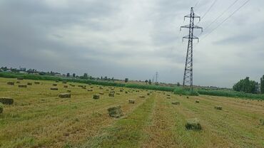 Птицы: Договорная