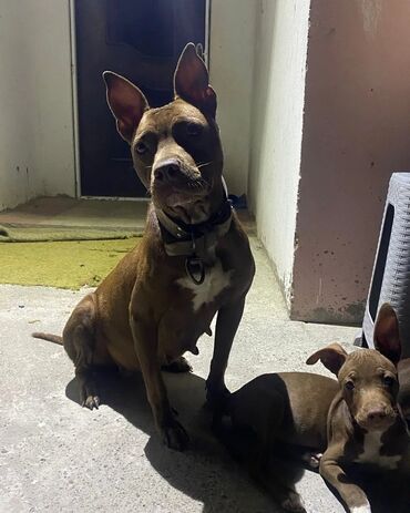 pitbull iti haqqinda melumat: Pitbul, 3 ay, Dişi, Ünvandan götürmə, Ödənişli çatdırılma