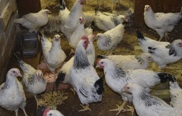 цыплята ломан браун: Продаю | Цыплята | Род-Айленд | Для разведения