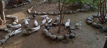 goyercin hini: Məhsul: Evdə bəslənən göyərçinlər (çeşidli rəng və naxışlarda) 10 ədəd — 1