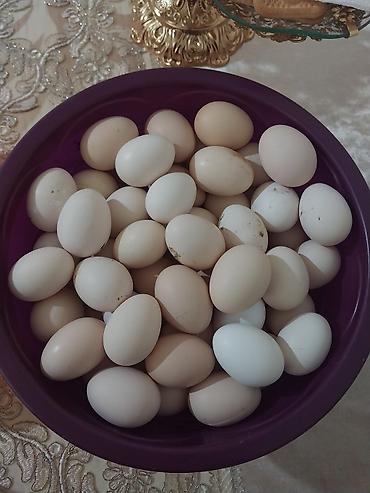 ağ balıq: Təzə kənd yumurtası - Təbii yemlə bəslənən toyuqlardan toplanmış ağ — 2