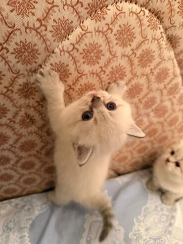 Pişiklər: 200 manatdan başdıyan qiymətlər 1000 manata kimi. Qiymət pişiyin — 20