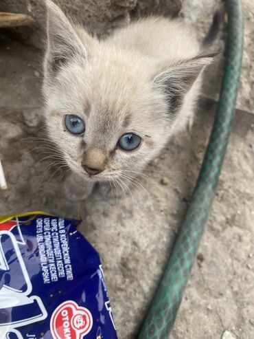 объявление отдам котят: Котёнок с голубыми глазами и светло-кремовой шерстью с дымчатыми
