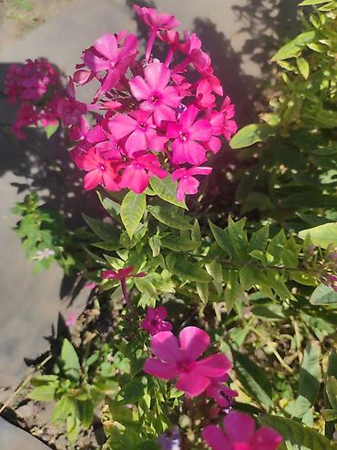 Гортензия: Садовые цветы пионы от 500 сомхосты от 250 и вышепапоротники от — 15