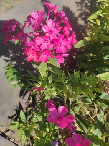 Садовые цветы и кустарники: Саженцы цветка: Флоксы — 3