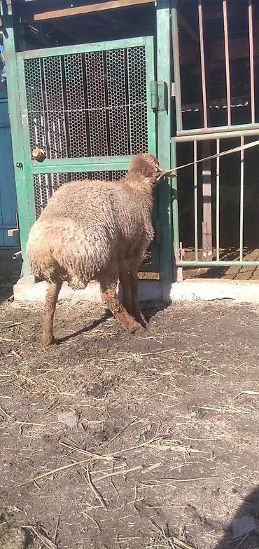 Баран, овца: Продаю | Баран (самец) | Для разведения | Племенные — 2