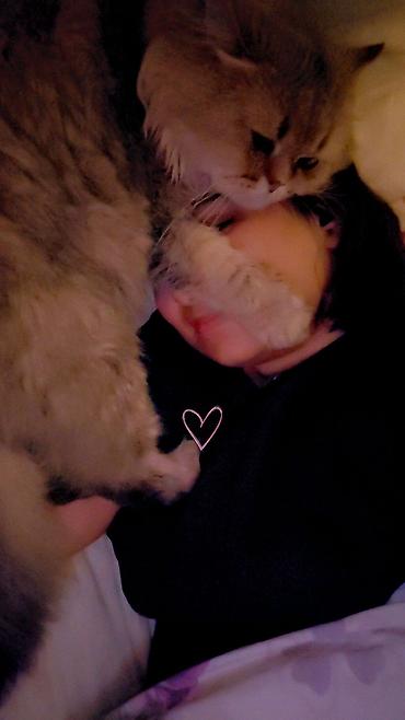 Продажа кошек: Сибирская, 2 года, Мальчик, Золотая шиншилла, Приучена к лотку, Проглистована, С прививками — 15