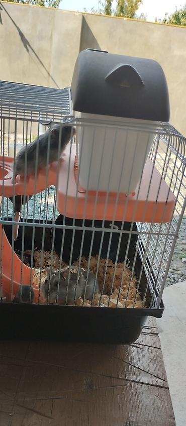 heyvan alqi satqisi: Hamster üçün çoxfunksiyalı qəfəs - Kompakt iki mərtəbəli dizayn — 3