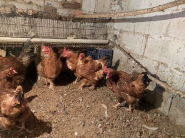 продам ячмень оптом: Куры домашние жирные полубрамы и корейские в перемешку